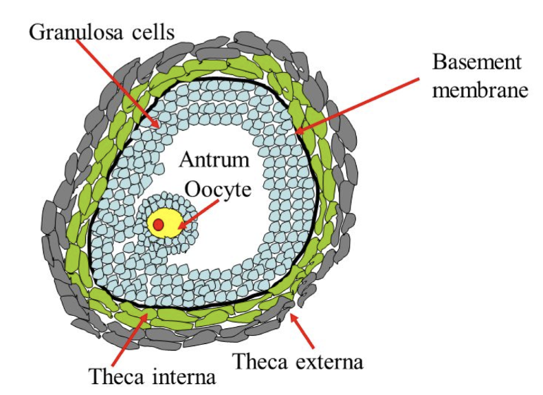 * cellular coverings from the surrounding ovarian storm begins to form around a __developing follicle__