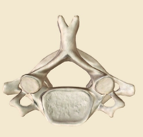 <p>-Body shape &amp; size: *small and oval *C1 lacks a body *C2 has the dens on the superior surface of its body</p><p>Vertebral foramen shape: triangular</p><p>Transverse processes: contain transverse foramina</p><p>Spinous processes: *most are fork-shaped *C1 lacks a spinous process</p>