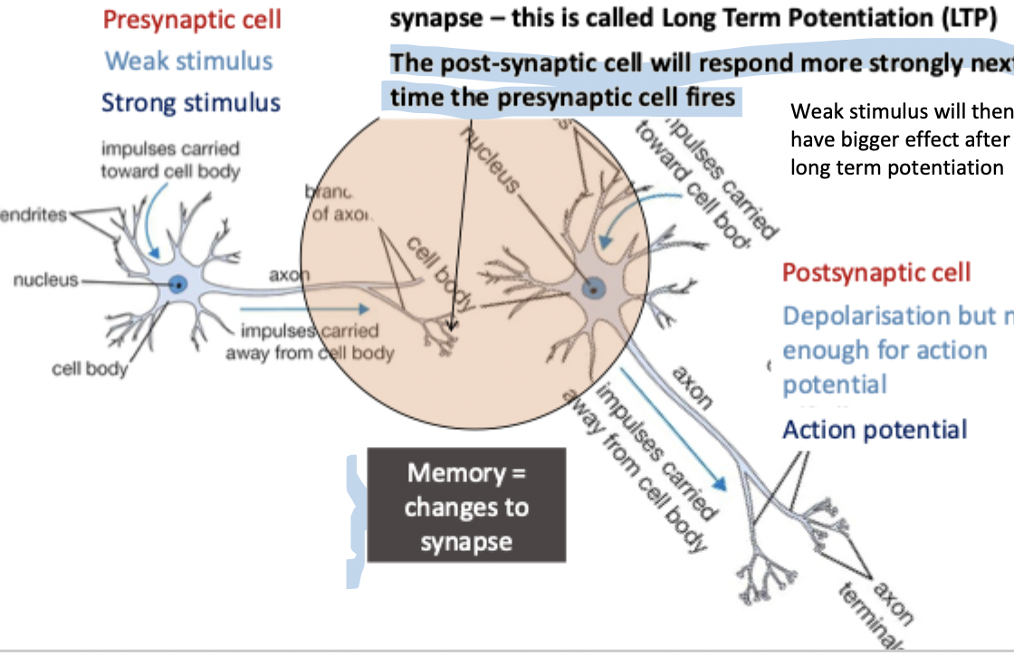 <p>memory = changes to synapse</p><ul><li><p>release of some glutamate (excitatory neurotransmitter) by presynaptic neuron, some Na+ channels open briefly</p></li><li><p>release lots of glutamate, ion channels in post synaptic cell open for longer, large influx of Na+ ions</p></li><li><p>this strengthens communication at this particular synapse - this is called long term potentiation</p></li><li><p>the post-synaptic cell will respond more strongly next time the presynaptic cell fires</p></li></ul><p></p>