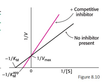 * Inhibitor resembles the substrate and binds to the active site


*  As the concentration of inhibitor increases, higher concentrations of substrate are required to obtain a particular velocity 
* The inhibitor has no effect on Vmax, but increases KM