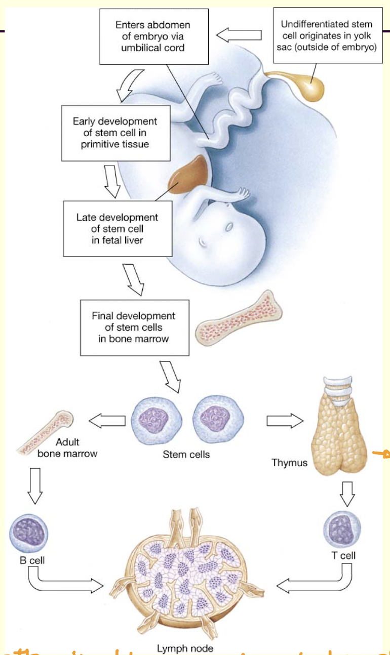 <ul><li><p>antibody production </p><ul><li><p>bone marrow and bursa (of poultry?)</p></li></ul></li><li><p>humoral immunity</p></li></ul><p></p>