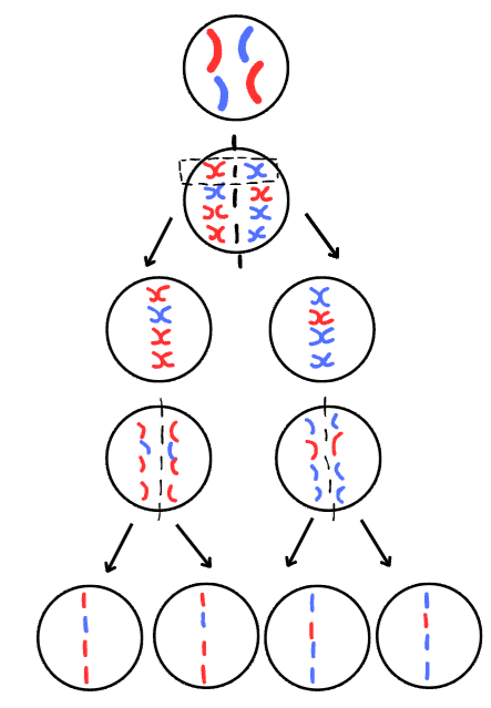 <ul><li><p>chromosomes double to create x shaped chromosomes</p></li><li><p>line up in random male and female pairs</p></li><li><p>splits down the middle and pairs are pulled apart</p></li><li><p>x shaped chromosomes pulled apart</p></li><li><p>produces 4 gamete cells </p></li></ul>