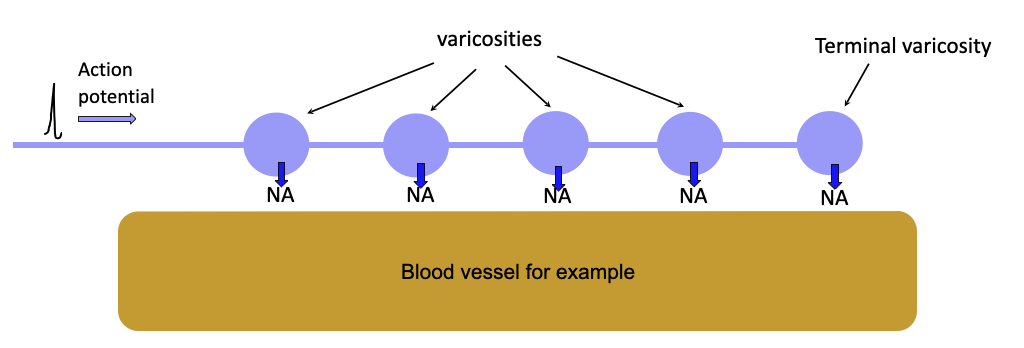 <p>Most post-ganglionic nerves in the SNS release noradrenaline (NA) as their neurotransmitter - noradrenergic nerves</p><p>Unlike many other nerves, postganglionic nerves in the SNS have swellings along their length called varicosities, and noradrenaline can be released from each varicosity</p><p></p><ul><li><p>Exocytosis is triggered by an increase in the intracellular concentration of calcium ions caused by calcium entry through voltage-gated calcium channels, opened by arrival of the action potential.</p></li></ul><ul><li><p>Some of the released noradrenaline will act on receptors found on the target tissue (see later).</p></li><li><p>Some however will act on α<sub>2</sub>-adrenoreceptors found on the varicosity.&nbsp; When activated, these receptors will reduce calcium entry by inhibiting the voltage-gated calcium channels and so inhibit any further release of noradrenaline.</p></li><li><p>This is a form of “negative feedback”, preventing excessive release of the neurotransmitter.</p></li><li><p>Release can also be inhibited by the “noradrenergic neurone blocking” drug&nbsp; <strong>guanethidine</strong>. &nbsp; This drugs acts by a complex, poorly understood mechanism.</p></li></ul><p></p>