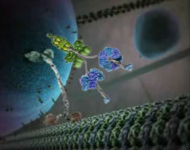 <p>NO! They have both for <strong>bidirectional movement</strong>! This allows vesicles to move around obstacles. Each kinesin is localized to 1 microtubule, but dynein can move backwards or to different tubules as needed.</p>