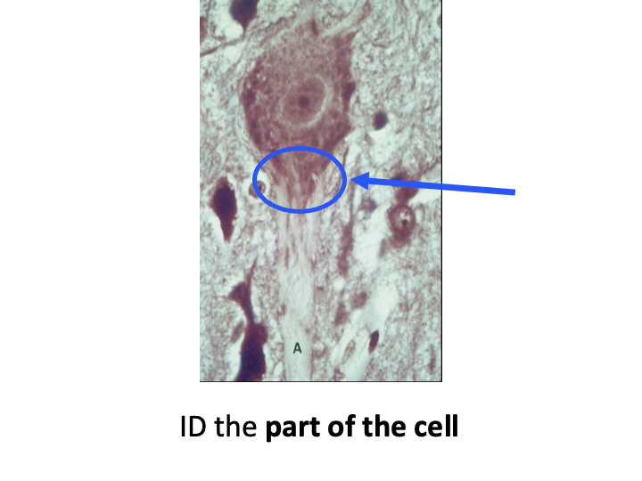 term image