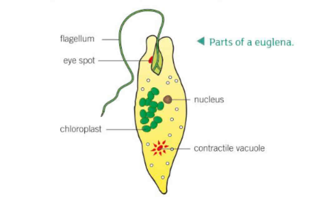 <p>A euglena is a microscopic uni-cellular organism, found in fresh water.</p>