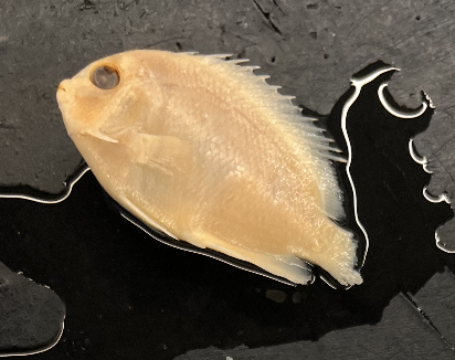 <p>The <strong>centro</strong> of the lemonpeel angel fish has <strong>flavor</strong> that <strong>acant</strong> run away from like a<strong> pom</strong>b</p>
