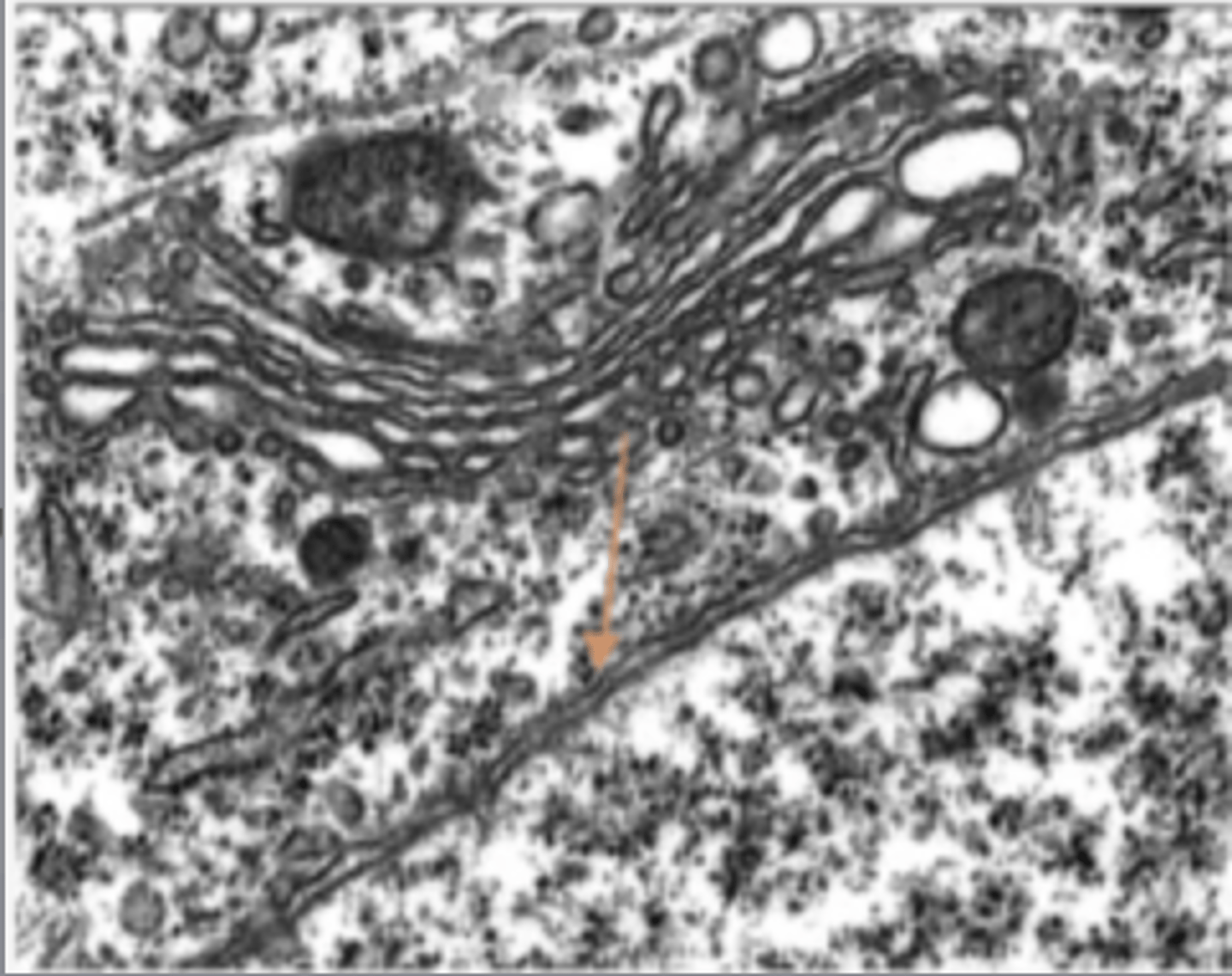 <p>Identify the specific structure</p>