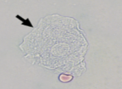 <p>What is this?</p>