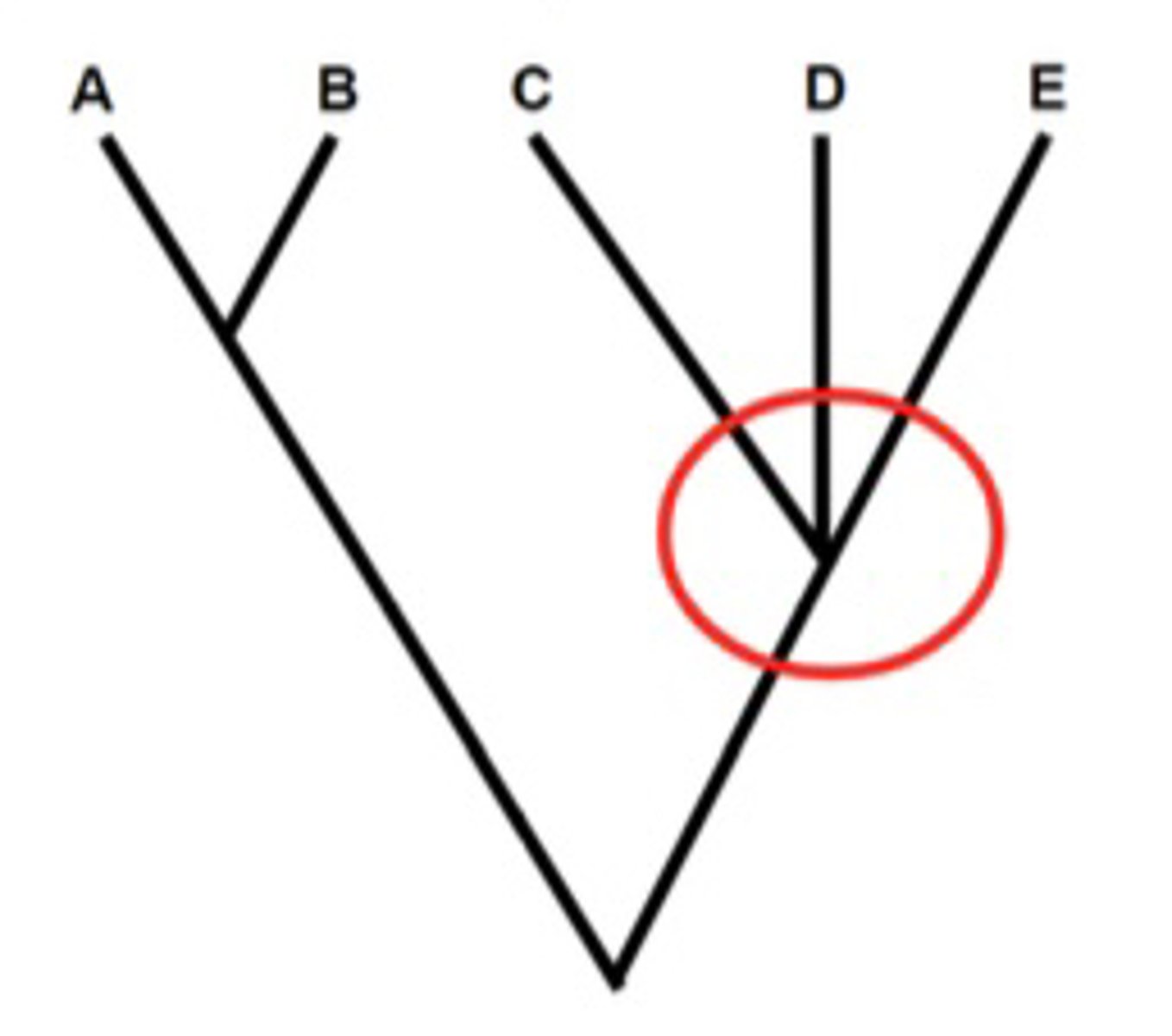 <p>A branch point with more than 2 descendent groups, meaning evolutionary relationships are not clear (Not Good!)</p>