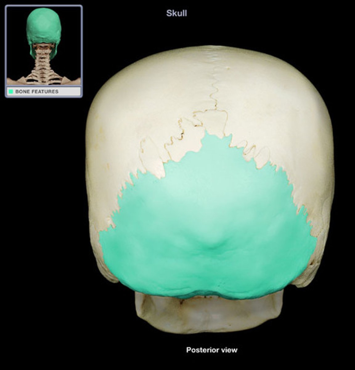 <p>Name the bone highlighted in GREEN </p>