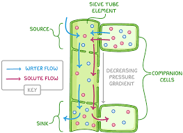 <p>water potential gradient creates high hydrostatic pressure so sucrose moves </p>