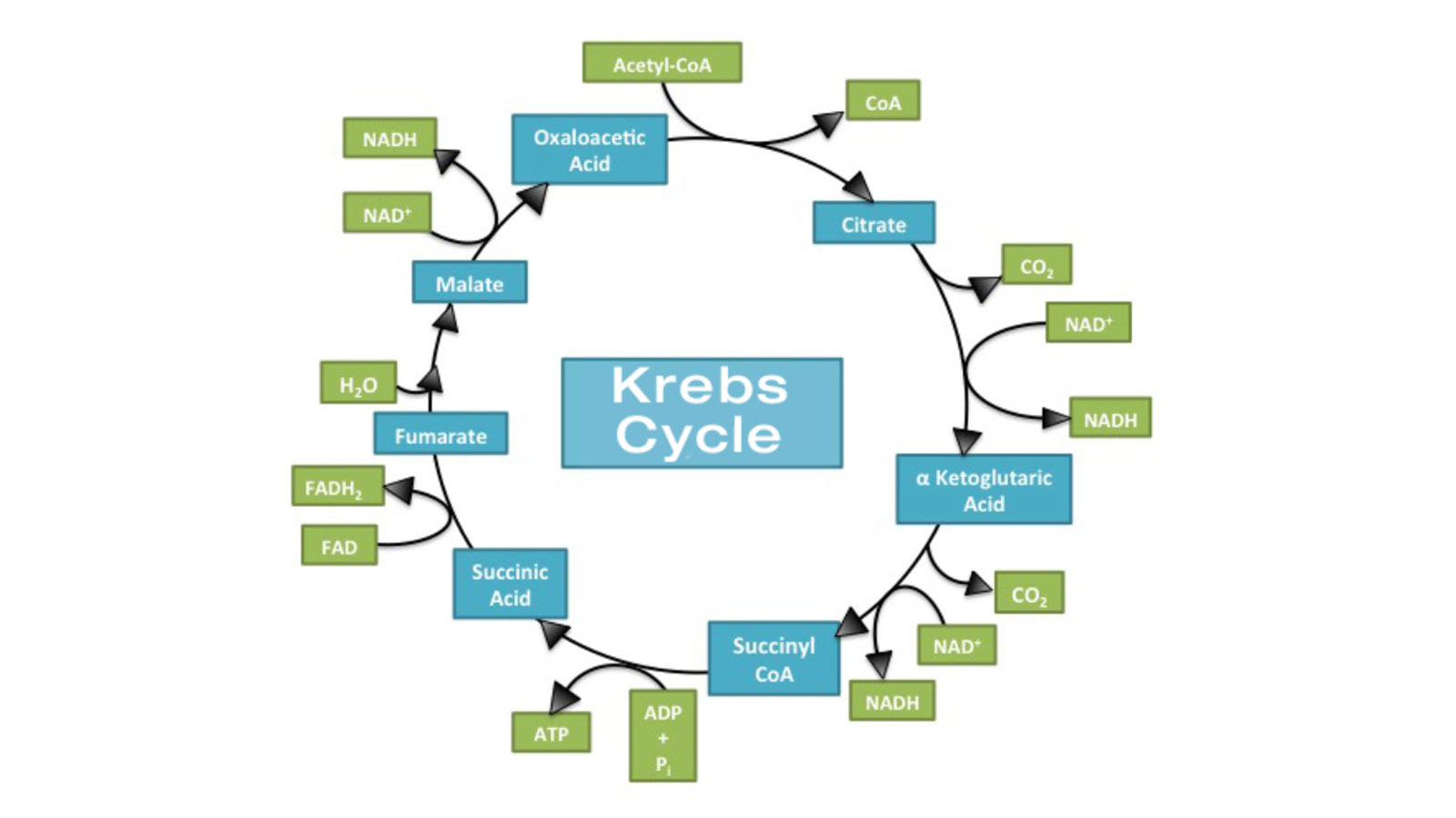 <p>Krebs Cycle </p>
