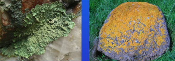 <p><u>Gases in the atmosphere:</u></p><ul><li><p>Lichen grows on rocks or trees</p></li><li><p>They’re very sensitive to sulfur dioxide gas which can be produced by burning fossil fuels</p></li><li><p>We find larger numbers of lichens where air is unpolluted</p></li></ul><p><u>Levels of gases dissolved in water:</u></p><ul><li><p>if sewage is allowed into steams, this can cause dissolved oxygen levels to drop</p></li><li><p>organisms like mayfly nymphs can’t live in low oxygen conditions = populations of these species can fall</p></li></ul>