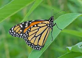 <p>Brush-footed butterflies</p>