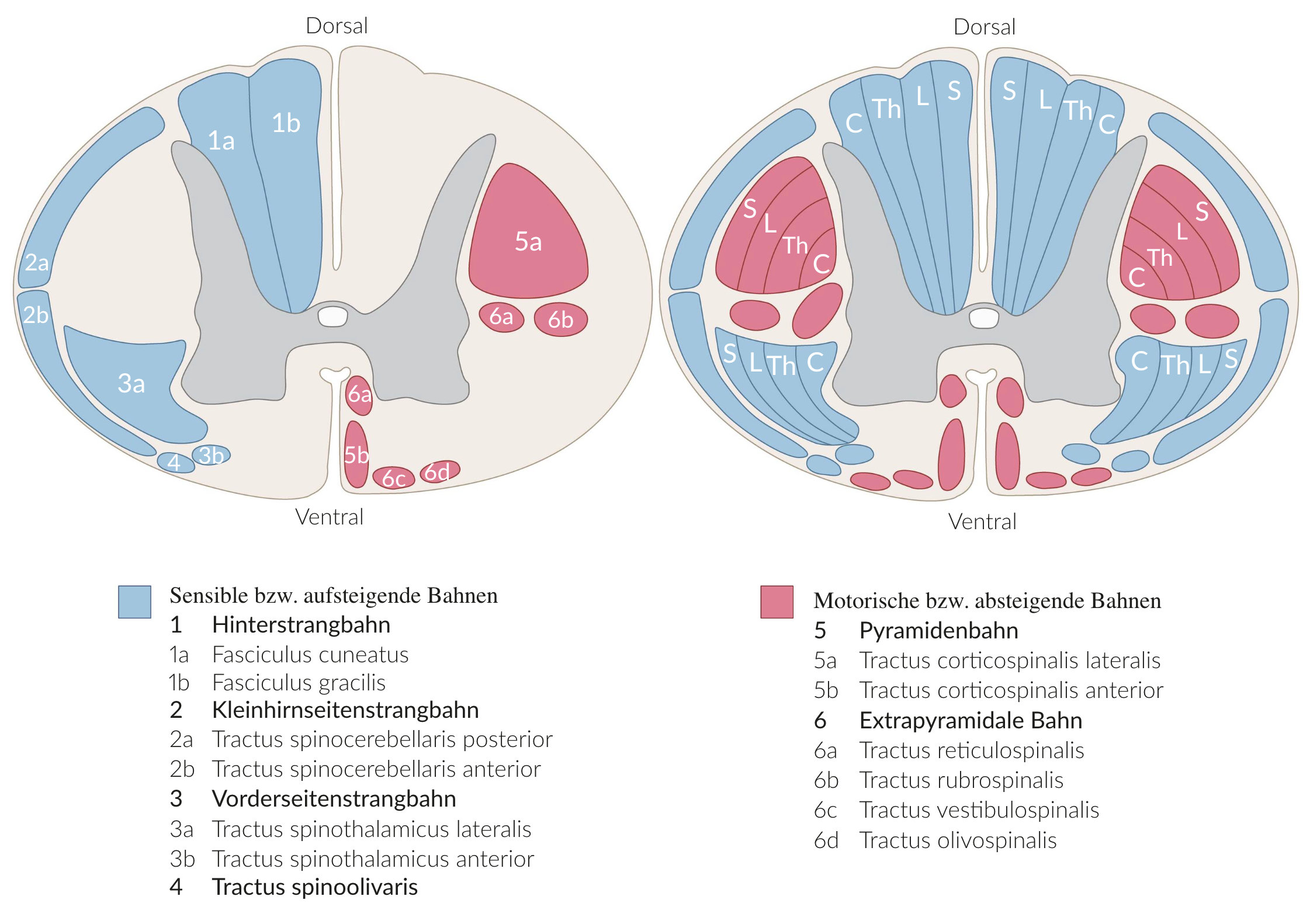 <p>C. Lateral corticospinal tract (Tractus corticospinalis lateralis)</p>