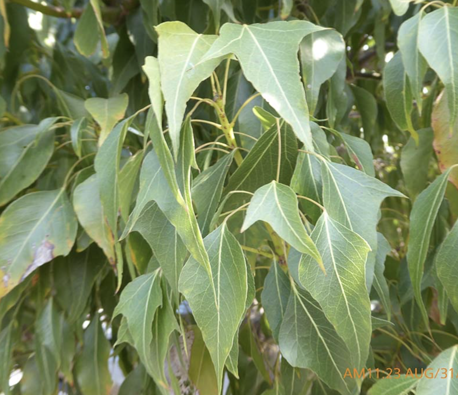 <p><em>Brachychiton populneus</em><span> </span></p>