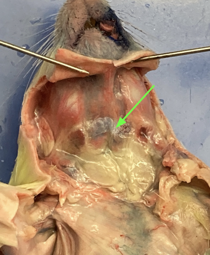 <p>larynx (picture unsure?)</p>