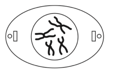 <p>- chromatin starts to condense</p><p>- nuclear envelope and nucleolus disappears</p><p>- centrosomes migrate to opposite poles of the cell and form piles of mitotic spindle</p><p>- asters and spindle fibres form</p>