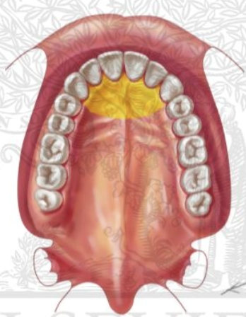 <p>what nerve innervates this portion of the palate</p>