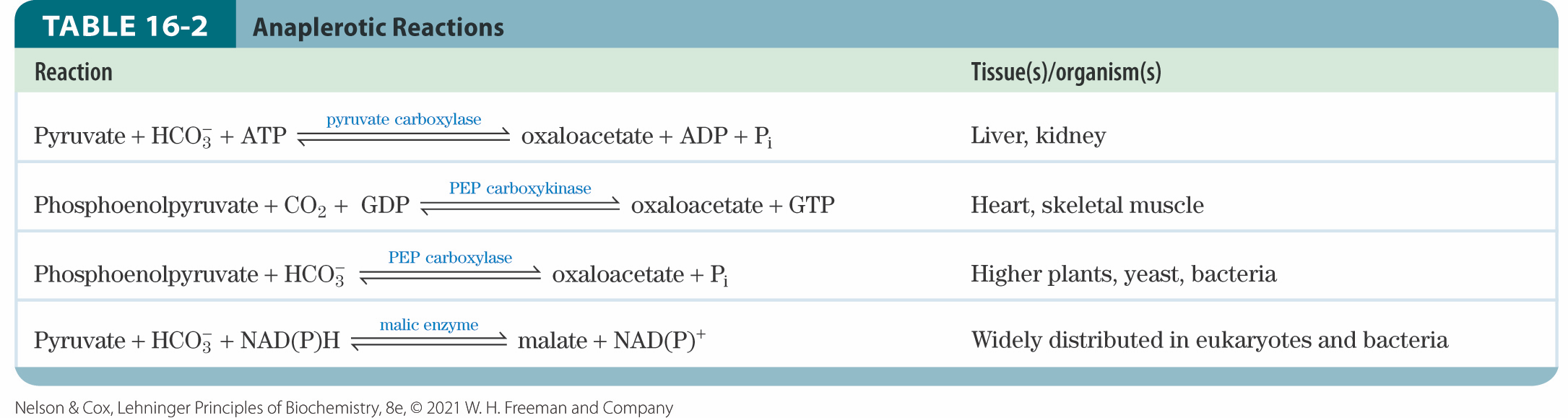 <p>chemical reactions that replenish intermediates </p>