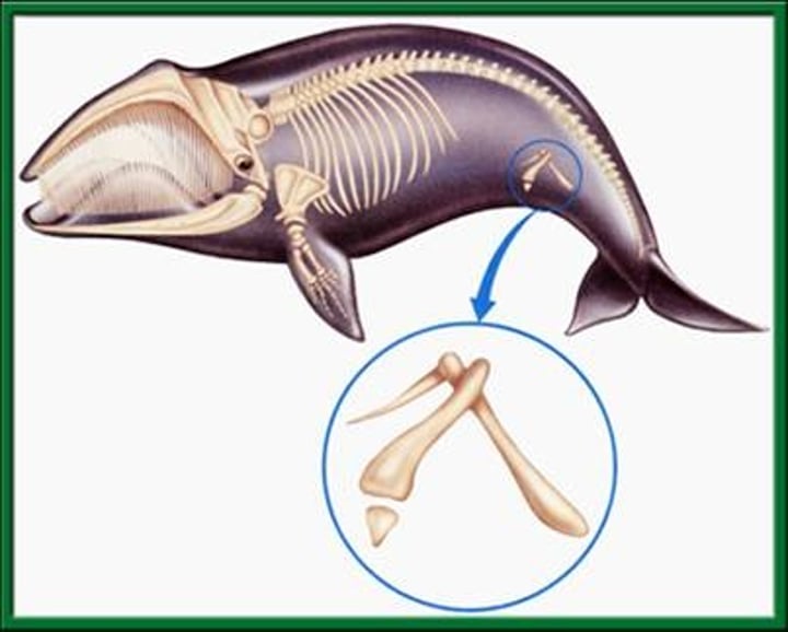 <p>A structure that is present in an organism but no longer serves its original purpose</p>