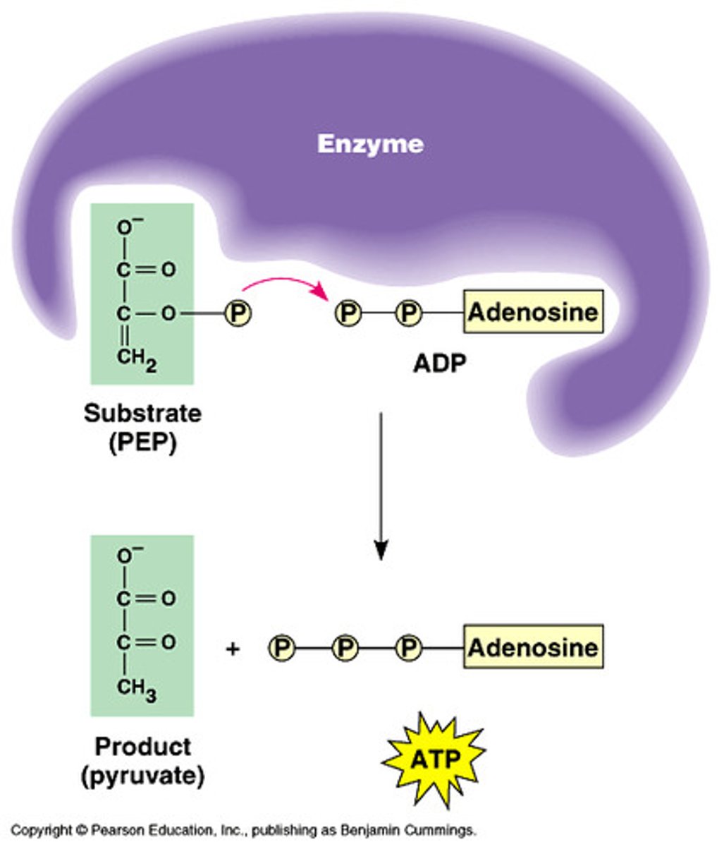 <p>the formation of ATP by an enzyme directly transferring a phosphate group to ADP from an intermediate substrate in catabolism</p>