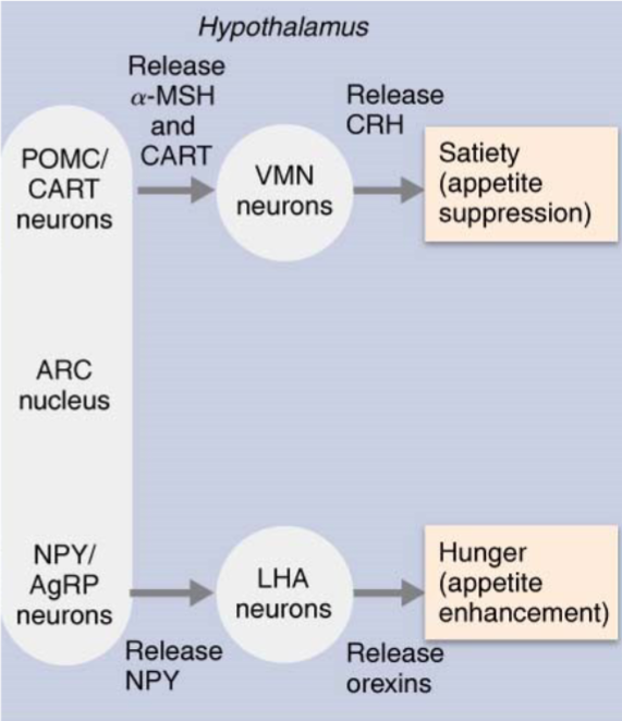 <ul><li><p>Some ARC neurons release neuropeptide Y (NPY) and agouti-related peptides(AgRP) that enhance appetite. </p></li><li><p>These increase appetite by stimulating release of orexins from Lateral hypothalamic area (LHA) neurons</p></li><li><p>orexins increase in food-seeking behavior AND trying to reduce energy expenditure </p></li><li><p>too much NPY can trigger obesity</p></li><li><p>With type 1 diabetes, lack of insulin will not prevent food-seeking behavior </p></li><li><p>Type 2 diabetes, downstream of insulin isn’t functioning also leading to food seeking behavior </p></li></ul><p></p>