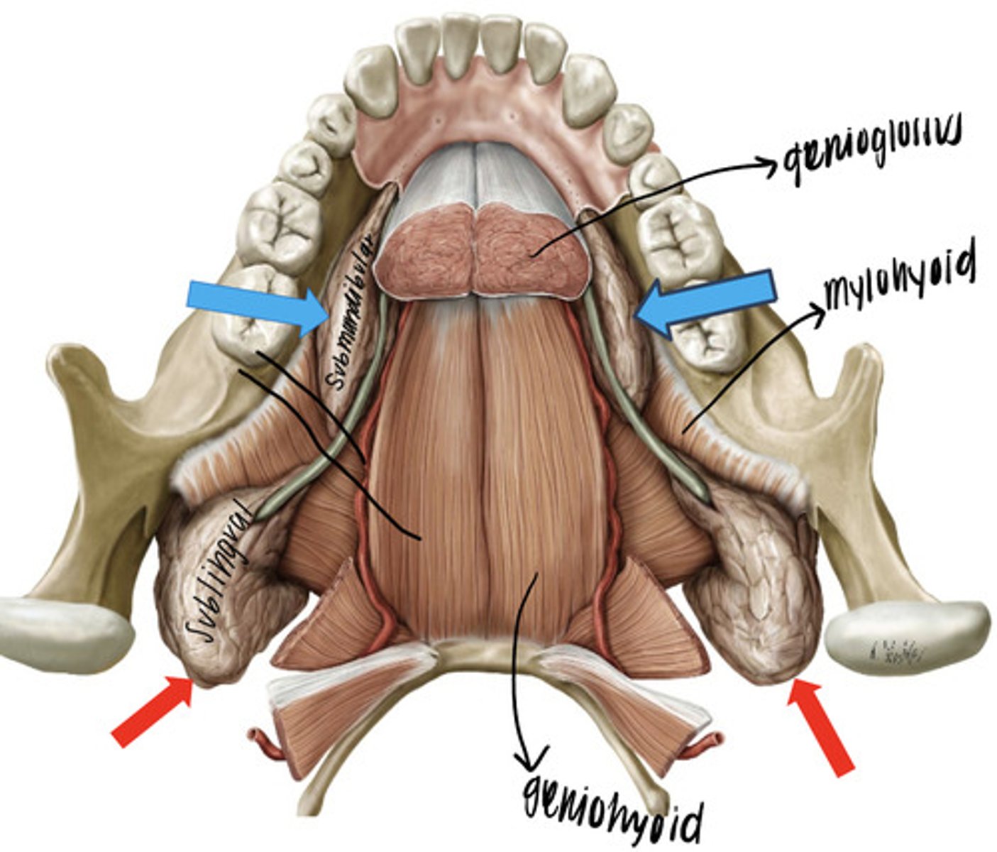 <p>sublingual glands</p>