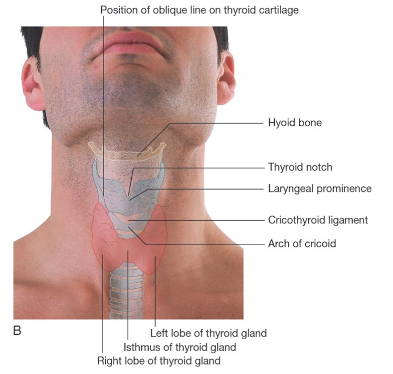 <p>hyoid bone, thyroid notch, laryngeal prominence </p>