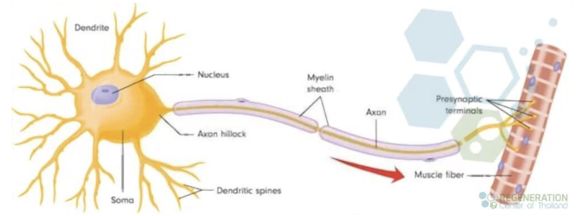 <p>Each neuron has:</p>