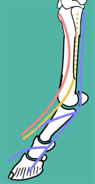 <p><strong>Tibial Nerve:</strong></p><ul><li><p class="p2"><u>Plantar nerves</u>&nbsp;→ become plantar digital nerves&nbsp;(1)</p></li><li><p class="p4"><u>Plantar metatarsal nerves&nbsp;</u> (2)</p></li></ul><p></p><p><strong>Peroneal / Fibular nerve:</strong></p><ul><li><p><u> Dorsal metatarsal nerves</u> (3)</p></li></ul><p></p>