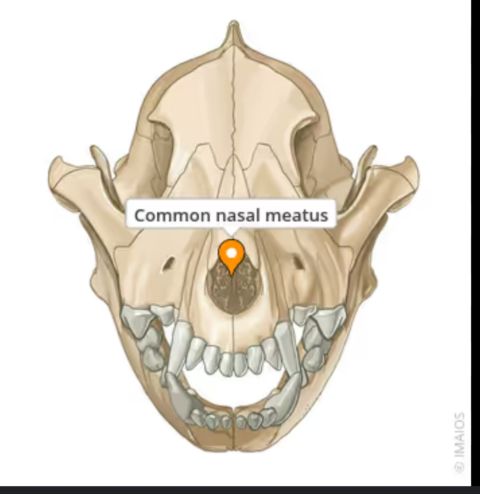 <p>common nasal meatus</p><p></p><p>nas ap is the opening of the nose (inside the nostrils)</p><p>chon is the opening at the back of the nose that opens into the nasopharynx</p>