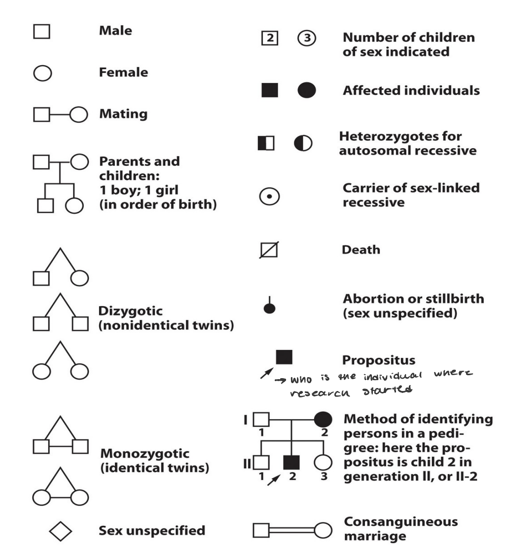 human genetics

* to infer single gene inheritance of human trait
* pedigree analysis reveals several patterns of single gene inheritance
* expected 3:1 and 1:1 rations seen in mendelian law of equal segregation may not apply due to small progeny sample size
* many human diseases are caused by mutations in single genes