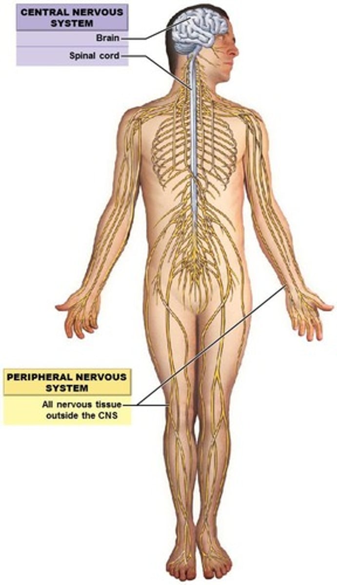 <p>Neurons that deliver information to the CNS.</p>