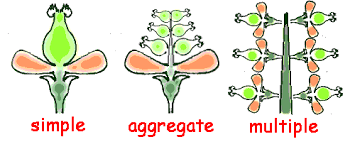 <p></p><ul><li><p><span style="background-color: transparent;"><span>Simple fruits</span></span></p></li><li><p><span style="background-color: transparent;"><span>Aggregate fruits</span></span></p></li><li><p><span style="background-color: transparent;"><span>Multiple fruits&nbsp;</span></span></p></li></ul><p></p>