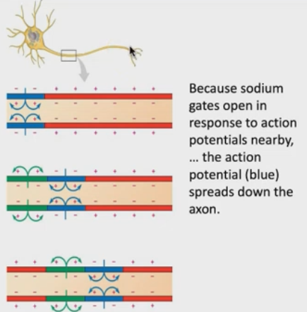 knowt flashcard image