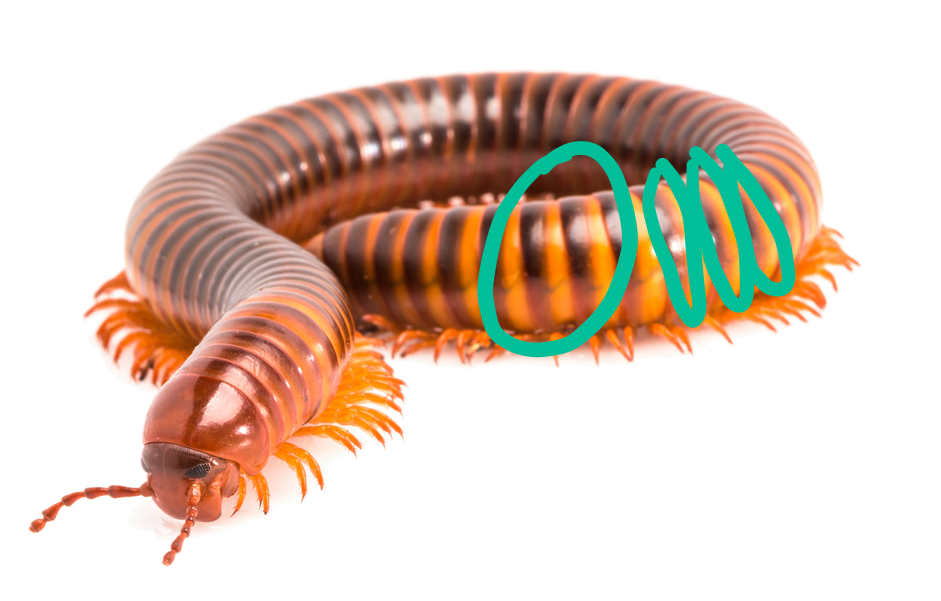 <p>What are these segments called? Is this a centipede or millipede and how do you know?</p>