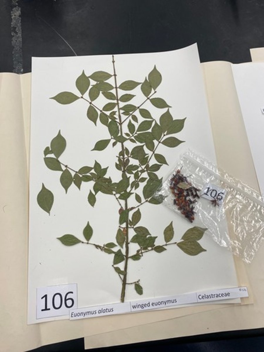 <p>Euonymus alatus (Celastraceae)</p>