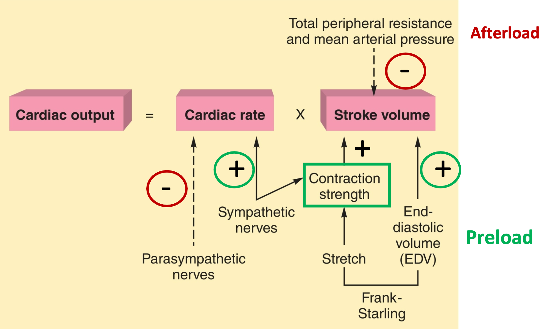 <ol><li><p>Volume of blood pumped each minute by each ventricle</p><ol><li><p>Equivalent to total blood volume</p></li></ol></li><li><p>CO (ml/min) = SV (ml/beat) X HR (beats/min)</p><ol><li><p>Average cardiac output = 5,500 ml/min</p></li><li><p>Average stroke volume = 70−80 ml/beat</p></li><li><p>Average heart rate = 70 bpm</p></li></ol></li><li><p>CORV = COLV</p><ol><li><p>Lungs get 100% of CO from RV</p></li><li><p>Other organs share CO from LV</p></li></ol></li><li><p>Pulmonary circulation has high flow and low pressure</p></li><li><p>Systemic circulation has shared flow and higher pressure</p></li><li><p>Mean Arterial Pressure pulmonary = 10-20 mm Hg</p></li><li><p>Mean Arterial Pressure systemic = 70-105 mm Hg</p></li></ol>