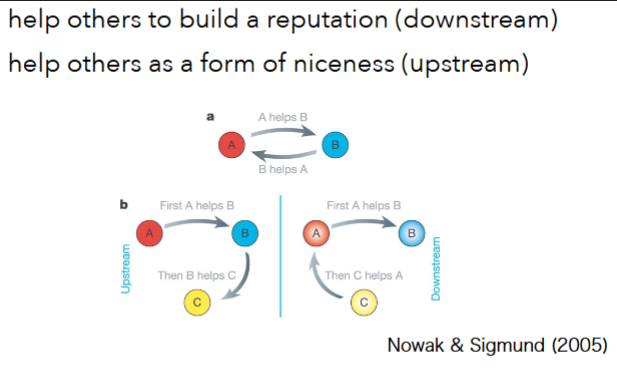 <p>help others to build a reputation (downstream), help others as a form of niceness (upstream)</p><ul><li><p>means maybe someone will be nice to you</p></li></ul><p></p>