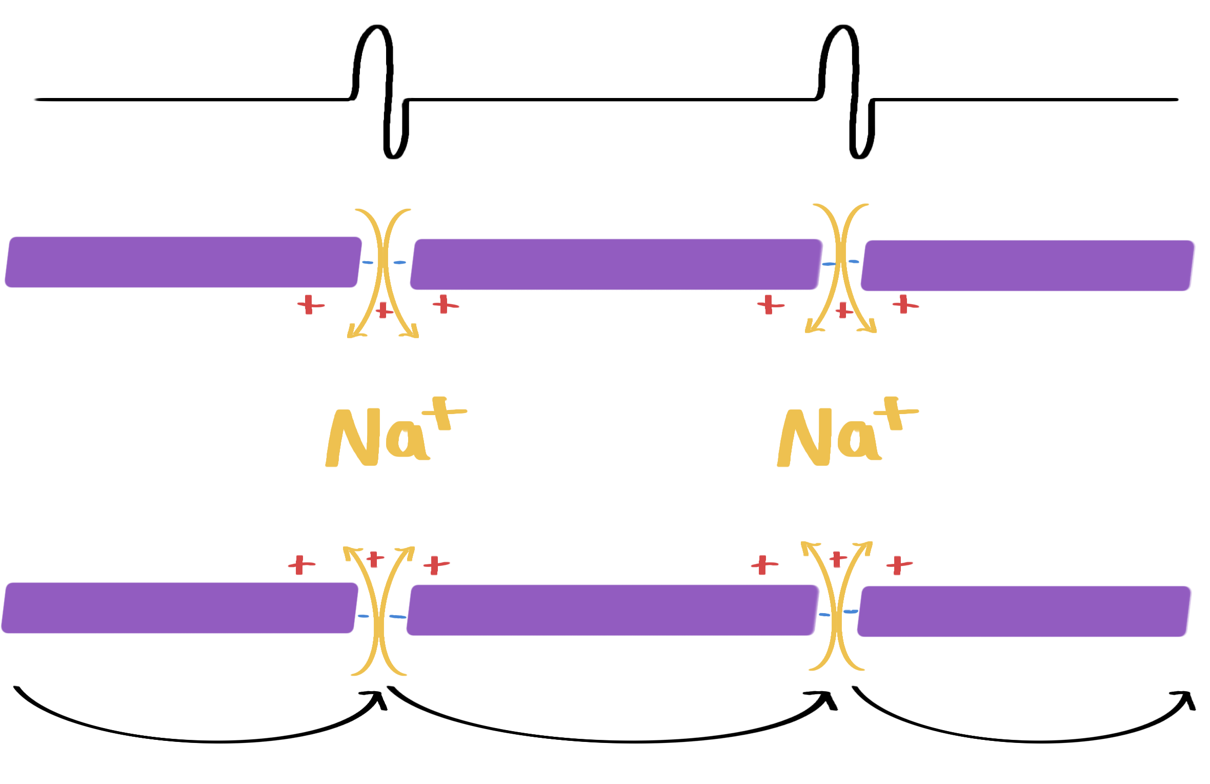 <ul><li><p>schwann cells wrap tightly around the neurone</p><ul><li><p>high phospholipid content with few ion channels.</p></li><li><p>so Na+ and K+ ions are not present along the outside of the neurone where the myelin sheath is</p></li></ul></li></ul><ul><li><p class="has-focus">depolarisation of the membrane can only occur at the nodes of ranvier, and much longer local circuits are created</p><ul><li><p class="has-focus">faster than conduction in non-myelinated neurones, uses less ATP</p></li></ul></li><li><p class="has-focus">action potential then jumps between the nodes in a process called saltatory conduction</p><ul><li><p class="has-focus">reduces the amount of repolarisation required</p></li></ul></li></ul><p></p>