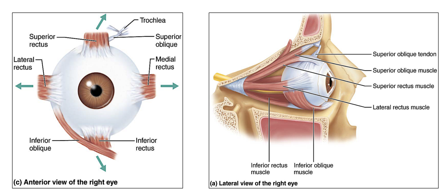 <p>The 4 <strong>rectus</strong> muscles. </p><p>superior, inferior, medial &amp; lateral </p>
