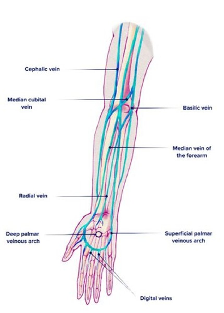 <p>Veins are used to draw blood because they are closer to the surface, under less pressure than arteries, and easier to access.</p>