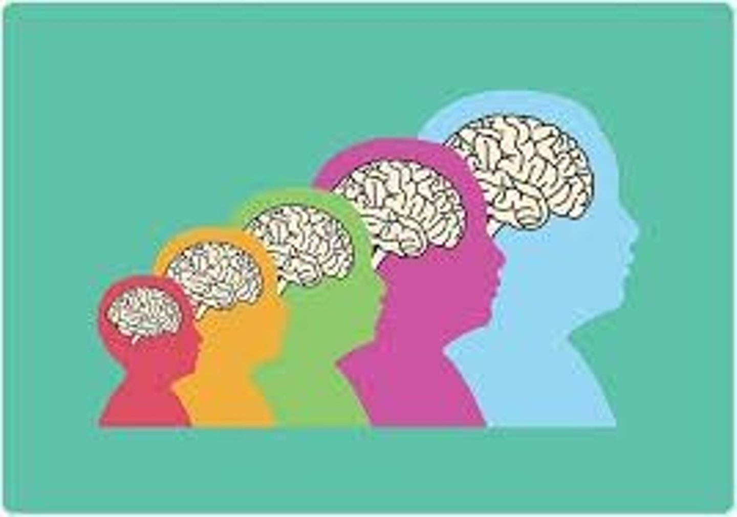 <p>To assess brain growth and conditions like microcephaly, macrocephaly, and hydrocephalus.</p>