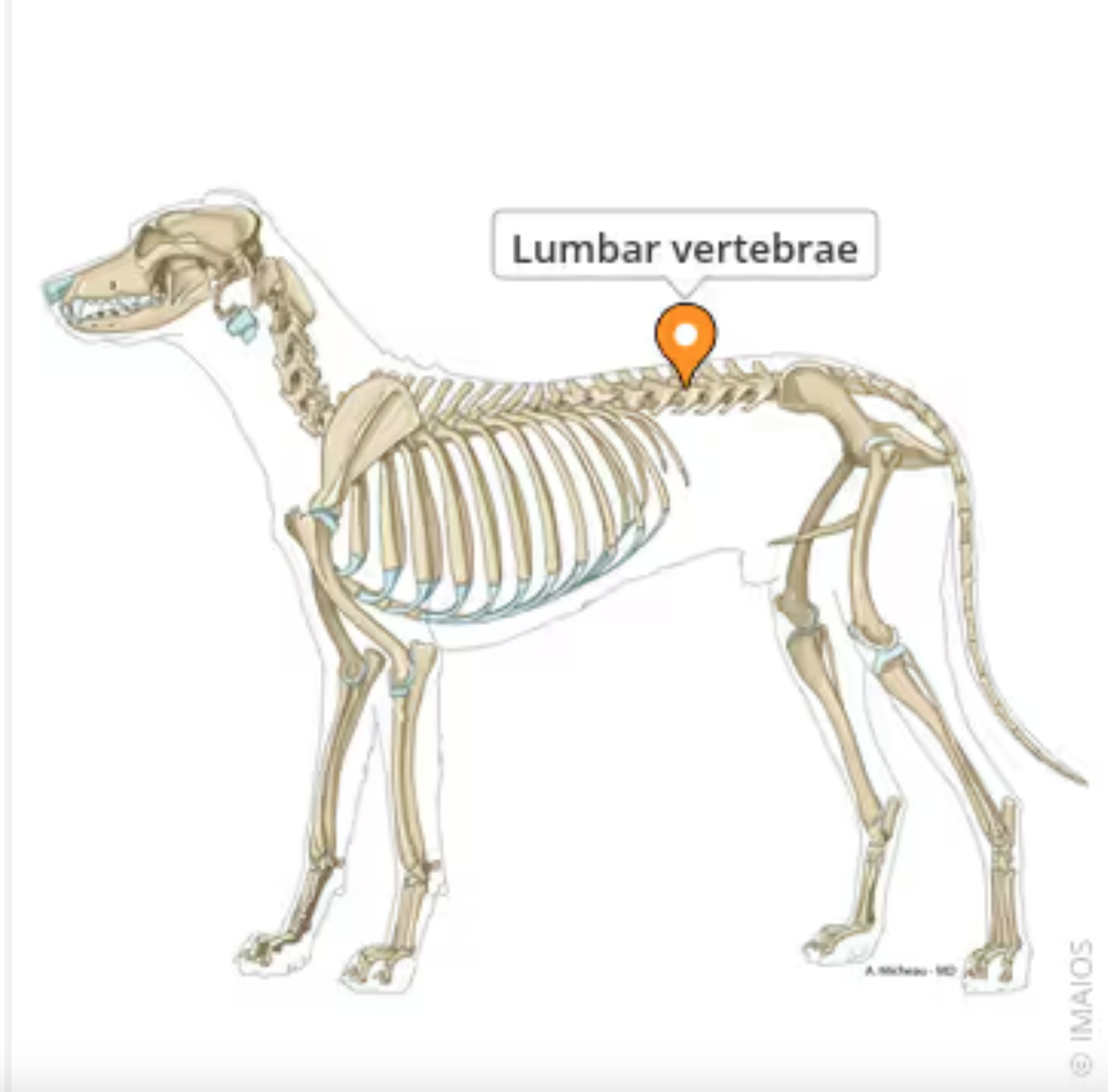 <p>Bones that form the lower back region of the vertebral column. Distinct from the thoracic and sacral vertebrae due to their size, shape and lack of rib articulation. </p><p>L1-L6 ( horses, cows, some sheep, some pigs) , L1-L7 (dogs, cats, goats, other sheep, other pigs)</p>