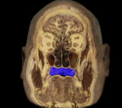 What structure is highlighted in blue?