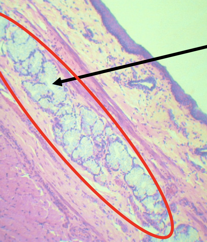 <p><span>Secretes mucus in the submucosa for lubrication to facilitate the passage of food</span></p>