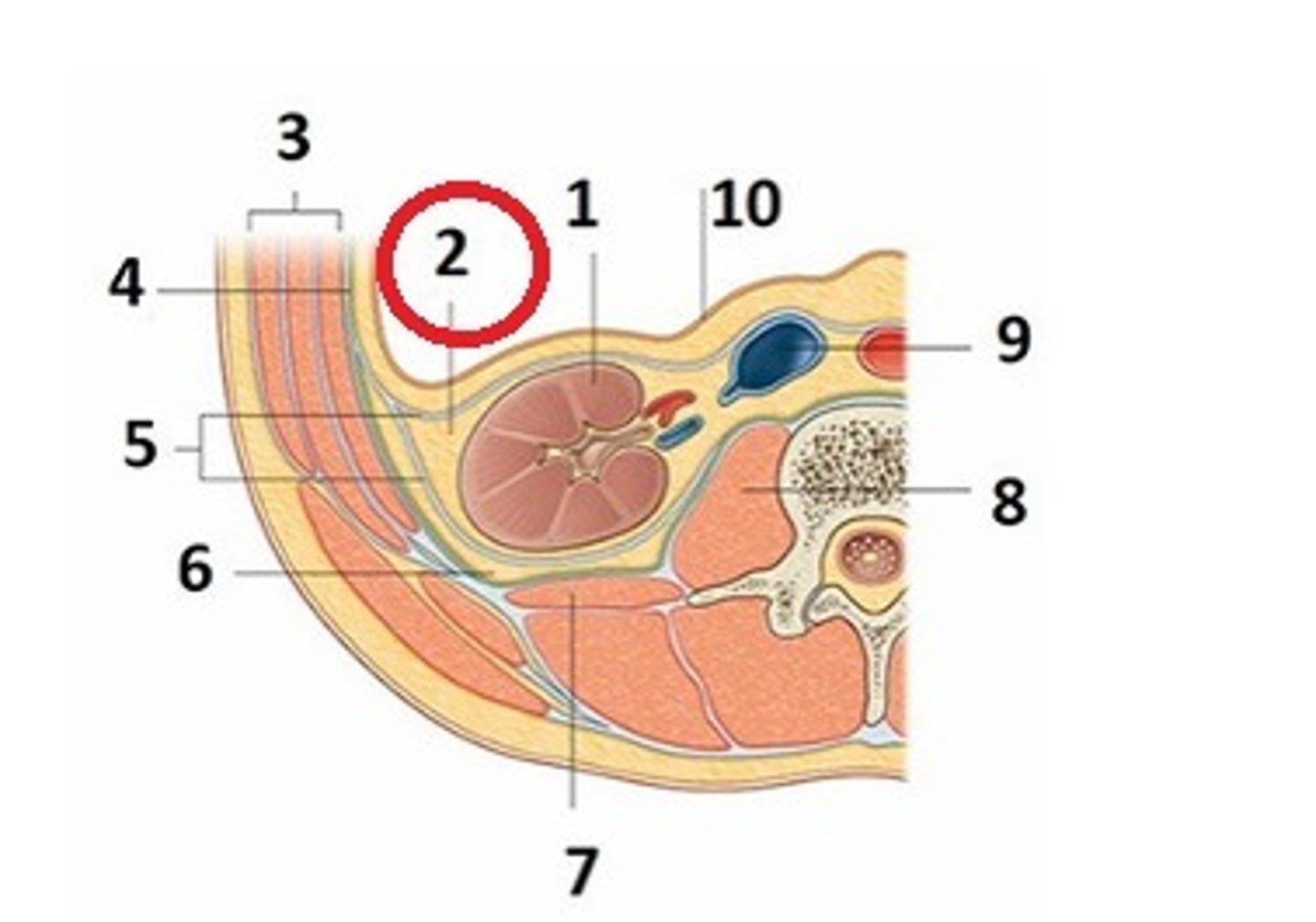 <p>fettkapsel som omger njure och binjure</p>