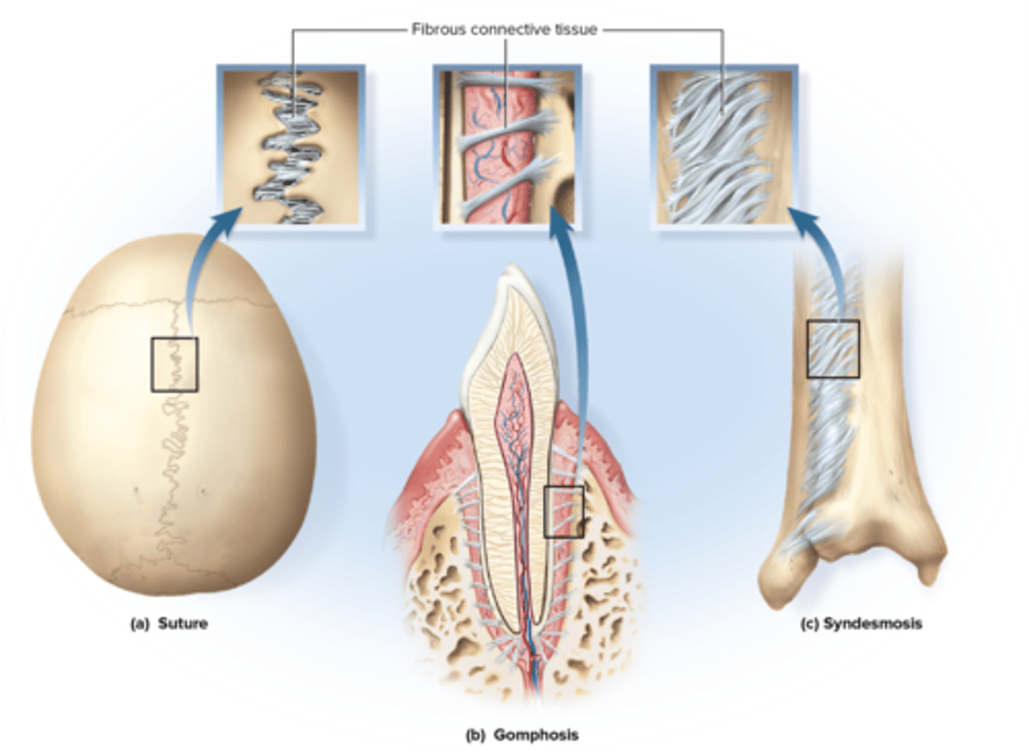 <p>Sutures, Gomphoses, Syndesmoses</p>